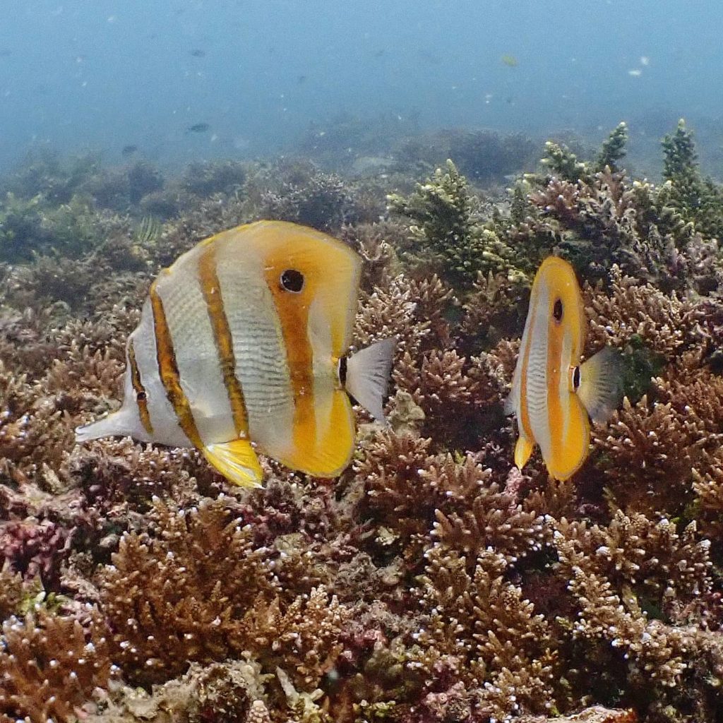 タイ　タオ島　ダイビング