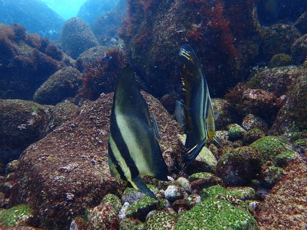 初島　ダイビング