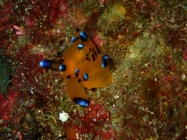 初島　ダイビング