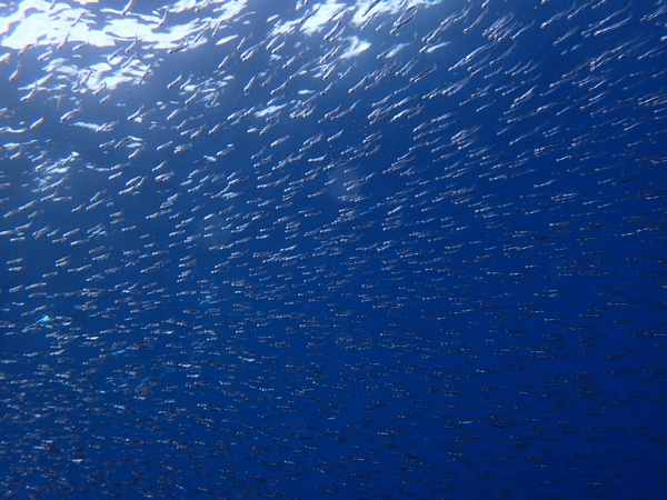 初島　ダイビング